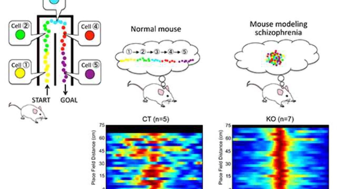 Mice modeling schizophrenia show key brain network in overdrive