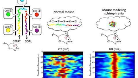 Mice modeling schizophrenia show key brain network in overdrive