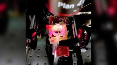 New graphene-based system could help us see electrical signaling in heart and nerve cells