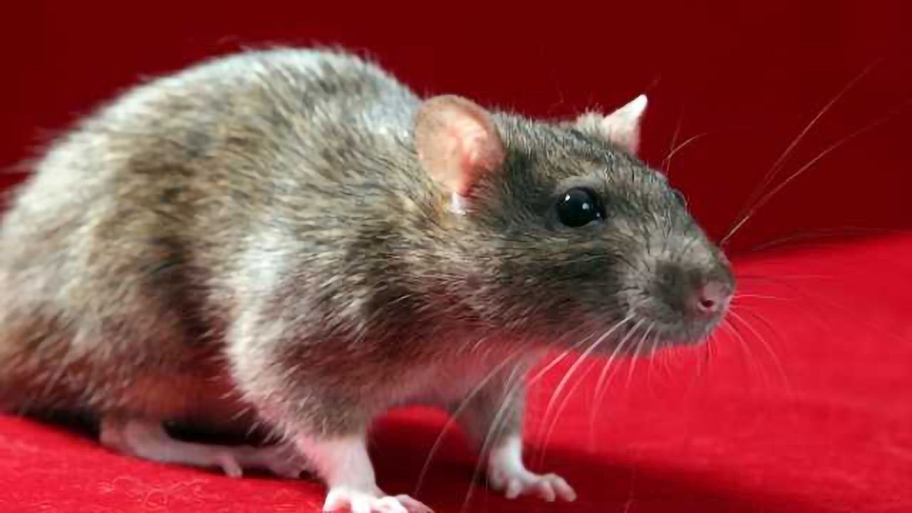 In rats, diffuse brain damage can occur with no signs of 'concussion,' reports study in Neurosurgery