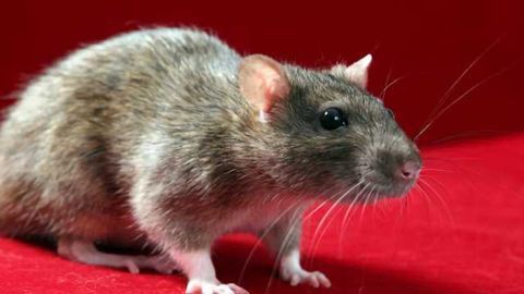In rats, diffuse brain damage can occur with no signs of 'concussion,' reports study in Neurosurgery