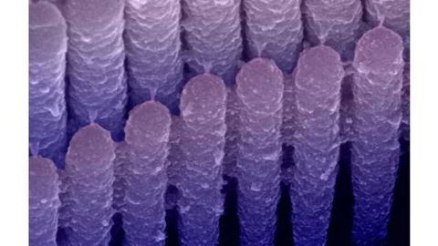 Researchers use DNA therapy in lab mice to improve cochlear implant functionality