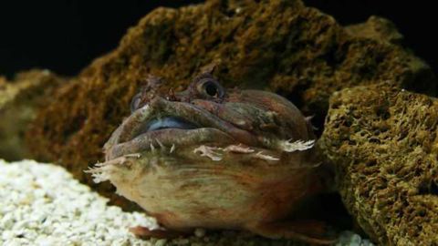 Toadfish study finds protons act directly as nonquantal neurotransmitters in concert with classical neurotransmission mechanisms