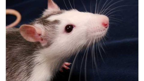 Neurobiologists find chronic stress in early life causes anxiety, aggression in adulthood