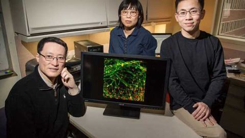A better way to grow motor neurons from stem cells