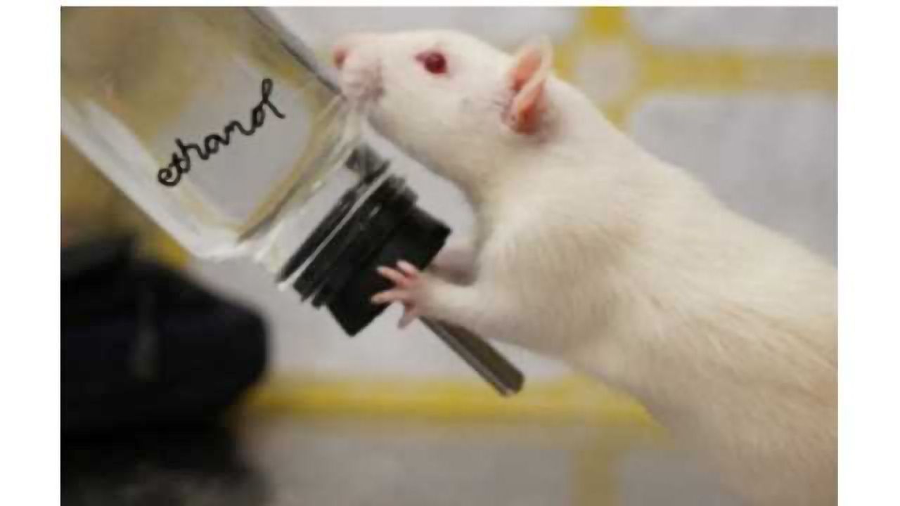 The laternal habenula and its role in resisting alcohol's allure