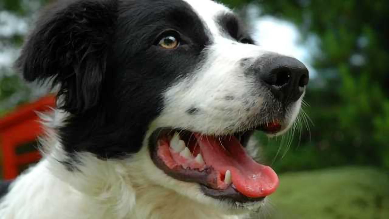 Attention changes in the course of a dog's life mirrors that of humans