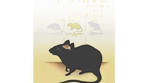 Neurons in the Brain Tune into Different Frequencies for Different Spatial Memory Tasks Neurons in the Brain Tune into Different Frequencies for Different Spatial Memory Tasks