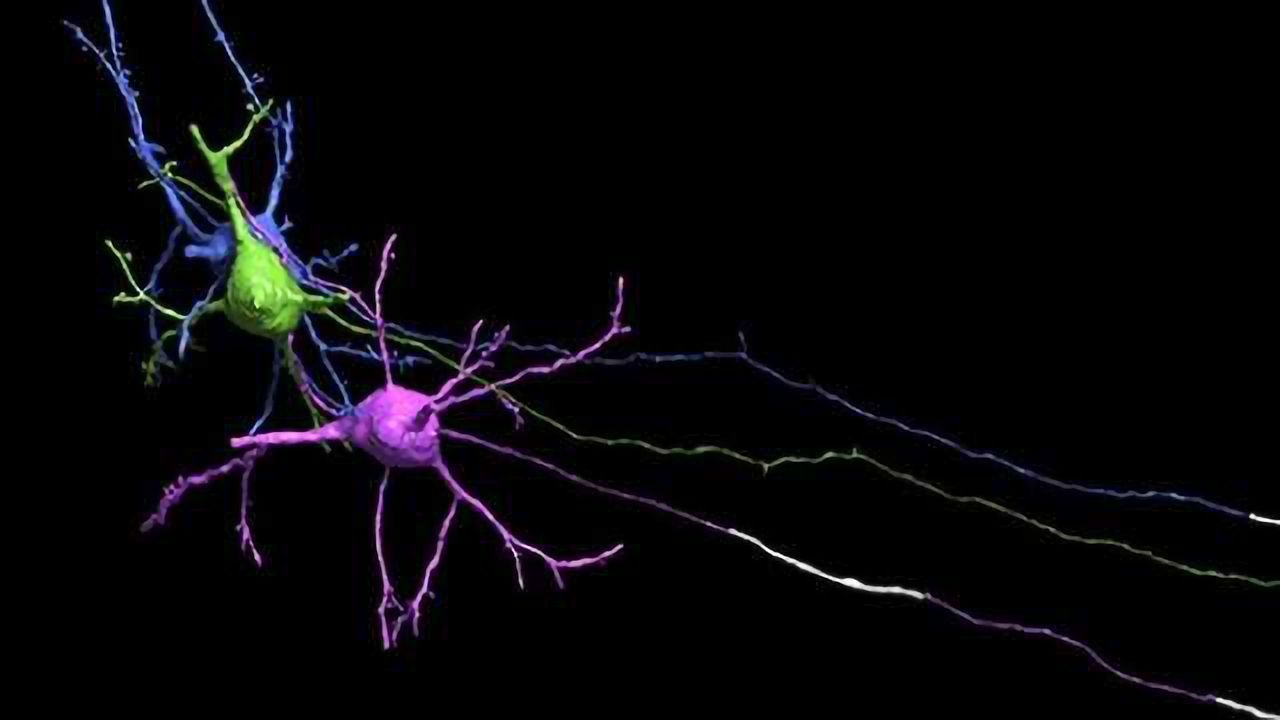 Researchers present new view of myelin