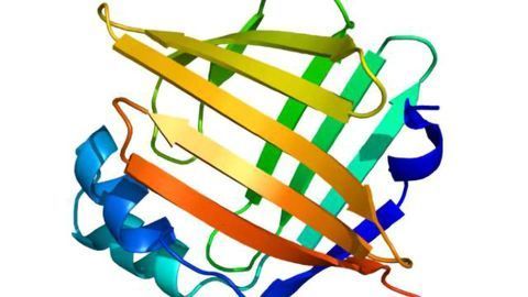 Investigators Discover How Key Protein Enhances Memory and Learning Investigators Discover How Key Protein Enhances Memory and Learning