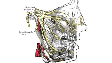 When wine hits the right nerve: Researchers decode mechanism for appreciation of the barrique character When wine hits the right nerve: Researchers decode mechanism for appreciation of the barrique character