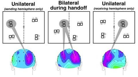 Researchers capture handoff of tracked object between brain hemispheres Researchers capture handoff of tracked object between brain hemispheres