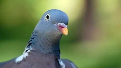 Pigeons, like humans, can place everyday things in categories Pigeons, like humans, can place everyday things in categories