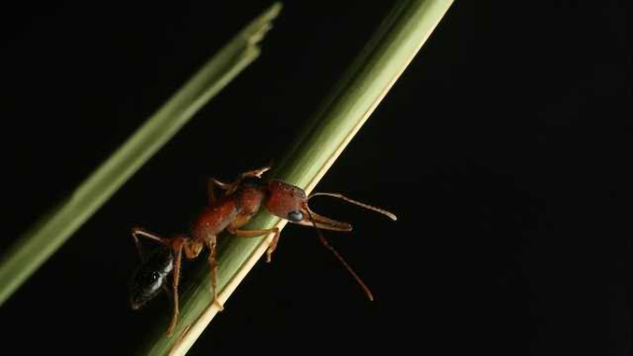 Dopamine Turns Worker Ants into Warrior Queens