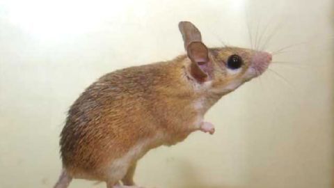 Mice With MS-Like Condition Walk Again After Human Stem Cell Treatment Mice With MS-Like Condition Walk Again After Human Stem Cell Treatment