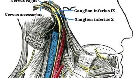 How the gut feeling shapes fear