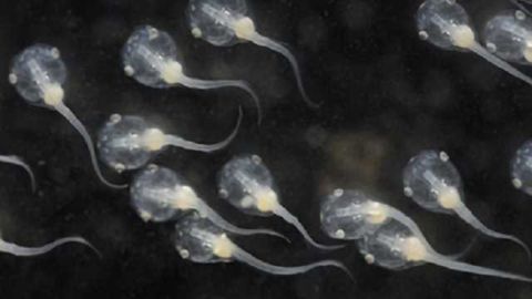 Scientists control rapid re-wiring of brain circuits using patterned visual stimulation