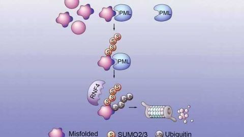 Study Shows How Misfolded Proteins are Selected for Disposal