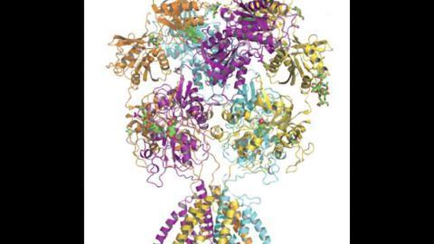 Unprecedented detail of intact neuronal receptor offers blueprint for drug developers