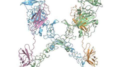 Research details how developing neurons sense a chemical cue