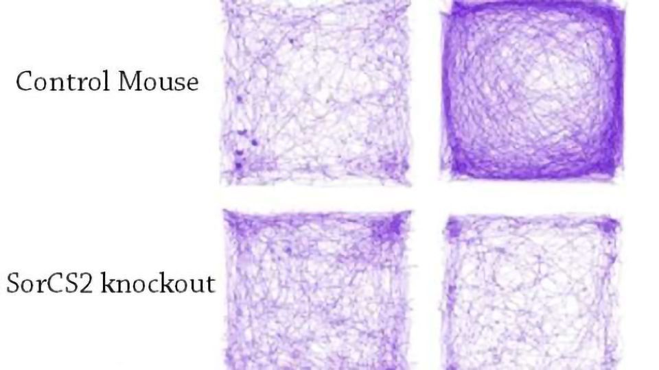 Researchers Decode How the Brain Miswires, Possibly Causing ADHD content piece image