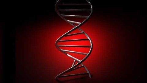 Specific gene linked to adult growth of brain cells, learning and memory