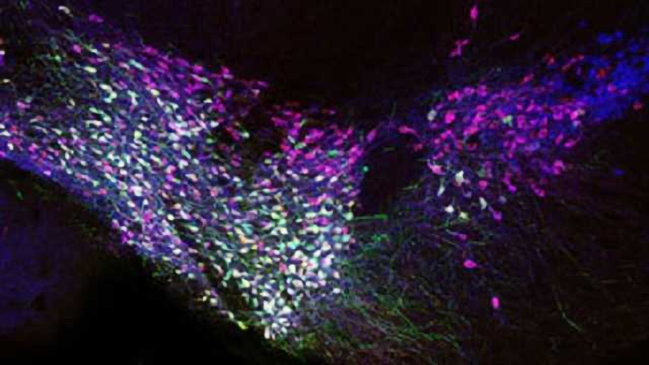 Active genes in neurons profiled based on connections