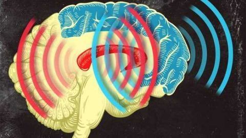 Synchronized brain waves enable rapid learning