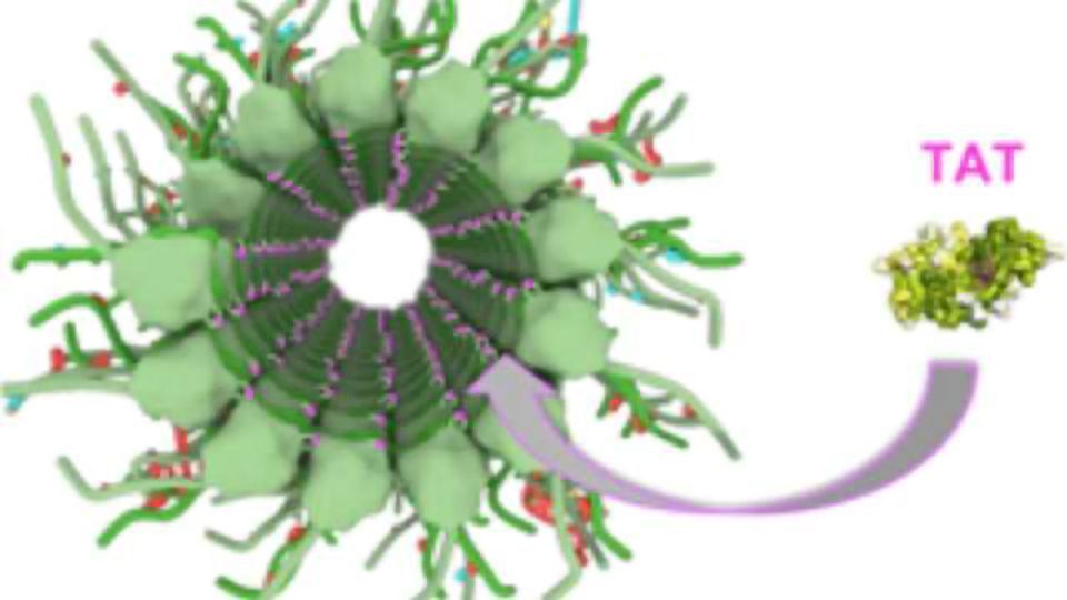 Scientists take totally tubular journey through brain cells content piece image