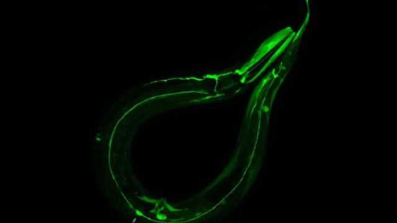 Following direction -- How neurons can tell top from bottom and front from back