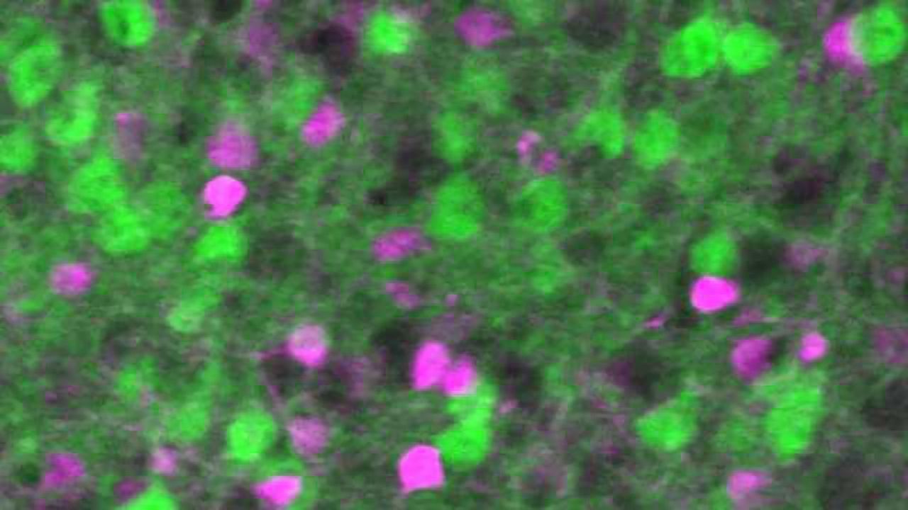 The Brain’s Balancing Act: How neurons equalize between excitation and inhibition