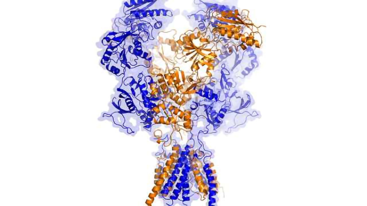 Unprecedented 3-D view of important brain receptor