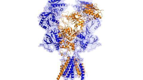 Unprecedented 3-D view of important brain receptor