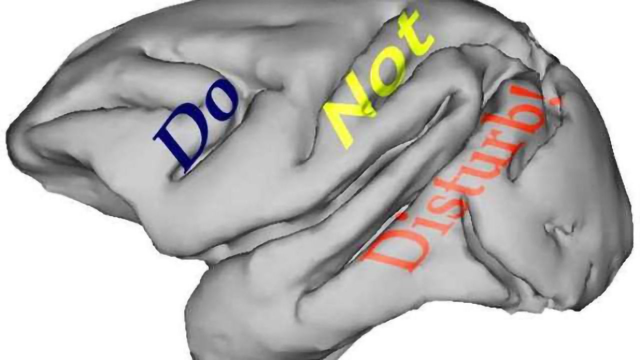 Do not disturb! How the brain filters out distractions Technology