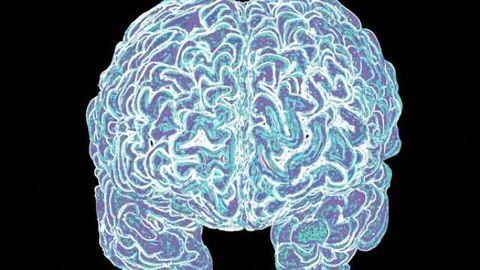 The social origins of intelligence in the brain