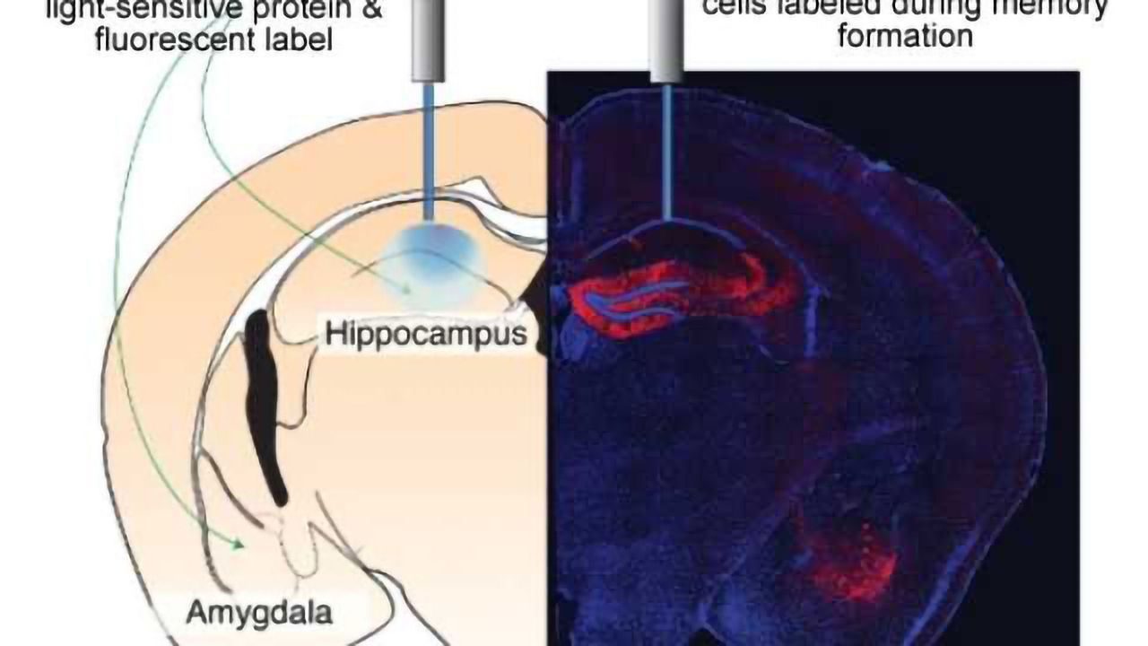 Researchers switch emotion linked to memory