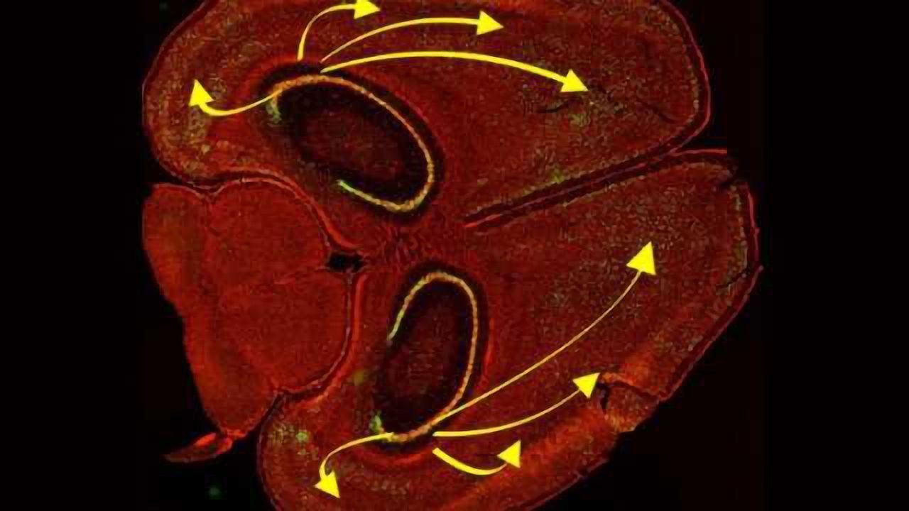 Manipulating memory with light, researchers erase specific memories in mice