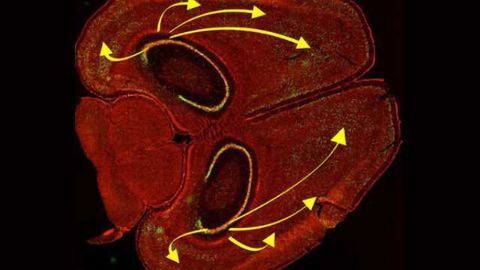Manipulating memory with light, researchers erase specific memories in mice