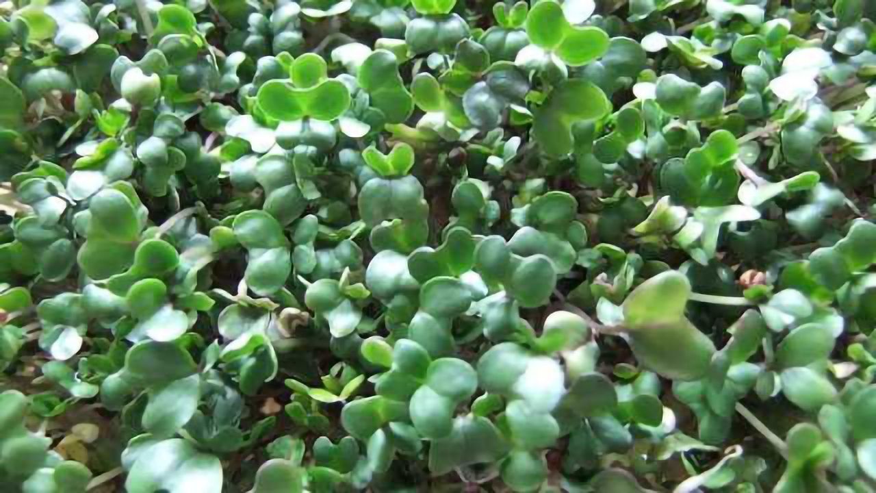 Chemical derived from broccoli sprouts shows promise in treating autism
