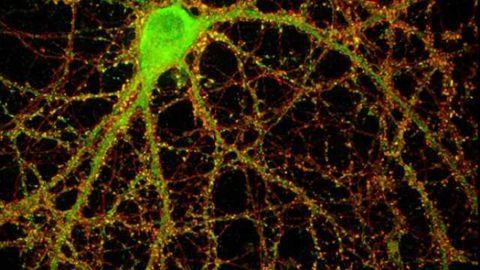 Immune proteins moonlight to regulate brain-cell connections