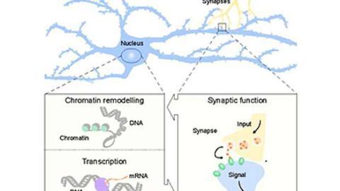 Changes in Scores of Genes Contribute to Autism Risk - Newfound Genetic Differences Provide Many Hints at Causes
