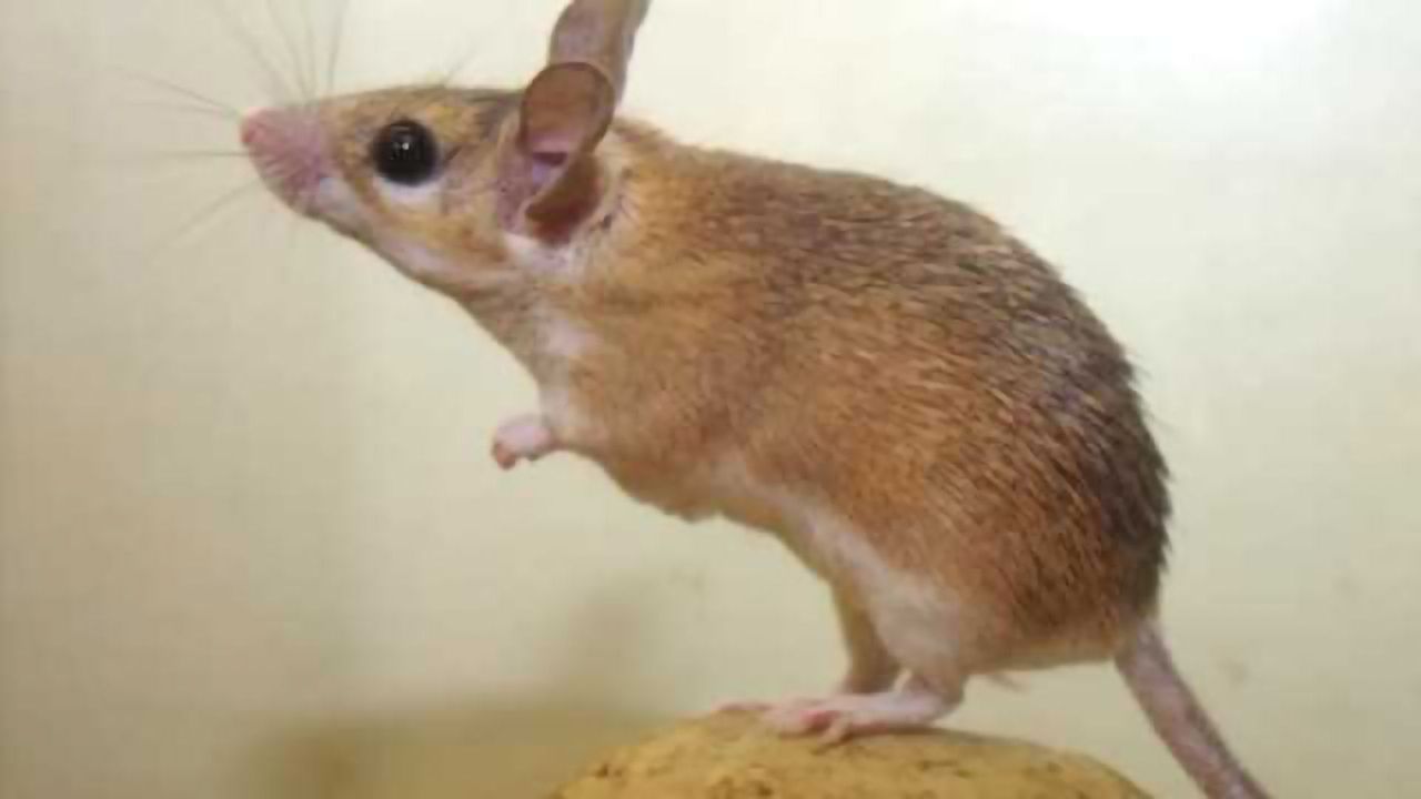 High-fat diet postpones brain aging in mice