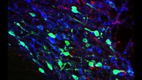 Rodent study identifies a pathway that starts with glutamate and ends with activation of dopamine reward system