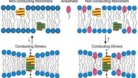 Study Offers New Clue into How Anesthesia Works