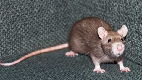 Behavioral flexibility impaired after exposure to oxycodone