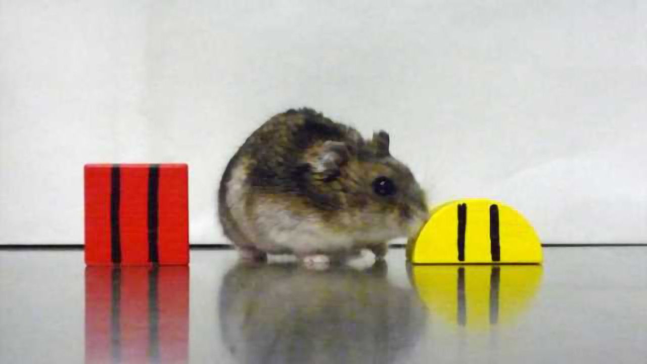 Biologists explore link between memory deficit and misfiring circadian clock