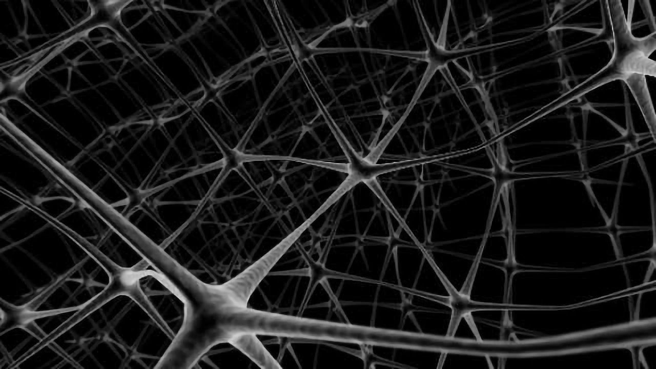 Serotonin's early role in the assembly of brain circuits