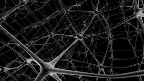 Serotonin's early role in the assembly of brain circuits