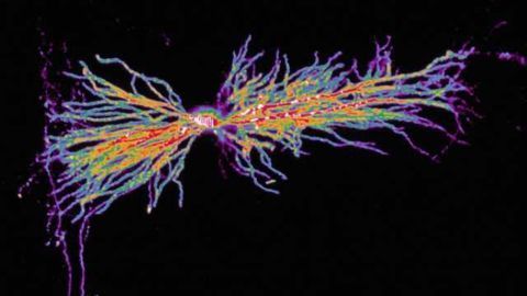 Taming neural excitations