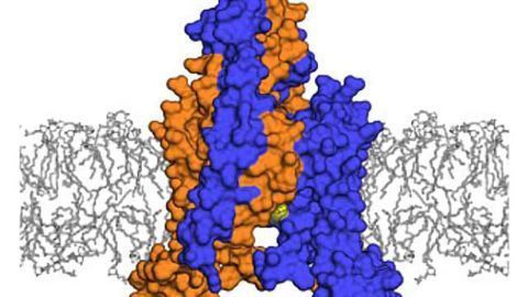 Atomic-level view provides new insight into translation of touch into nerve signals